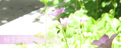 桔子花开