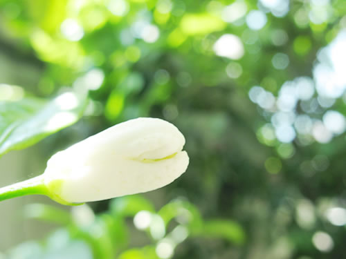 桔子花开