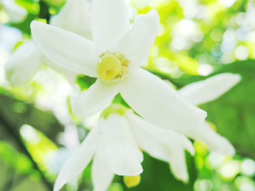 桔子花开