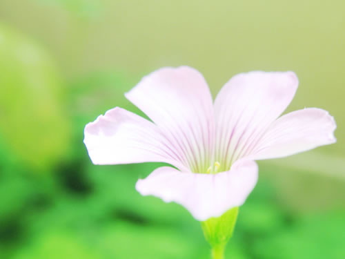桔子花开