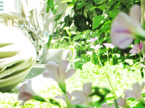 桔子花开